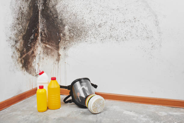 Best Local Mold Removal Service  in De Kal, TX