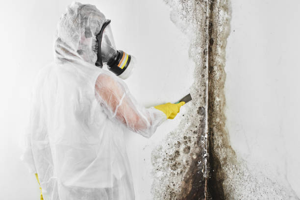 Best Mold Removal Company Near Me  in De Kal, TX