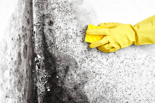 Best Best Mold Removal Companies  in De Kal, TX