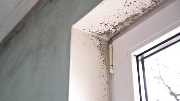 Best Office Mold Removal Services  in De Kal, TX