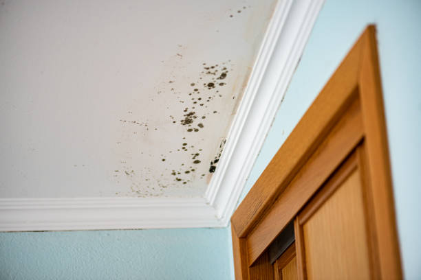 De Kal, TX Mold Removal Company