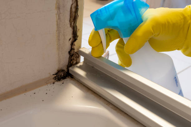 Best Mold Damage Repair  in De Kal, TX