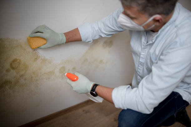 Attic Mold Removal in De Kal, TX