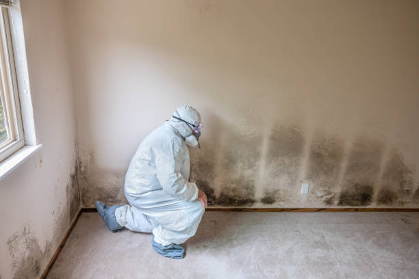 Best Mold Removal Near Me  in De Kal, TX