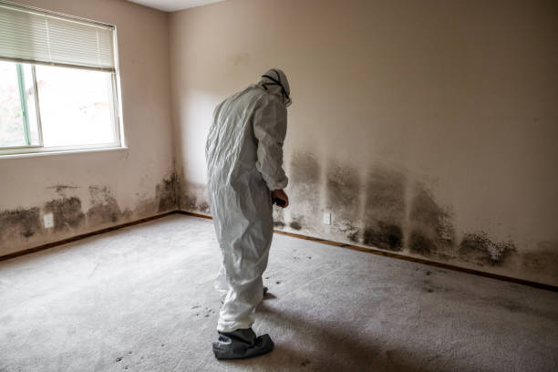 Best Mold Removal Specialists  in De Kal, TX