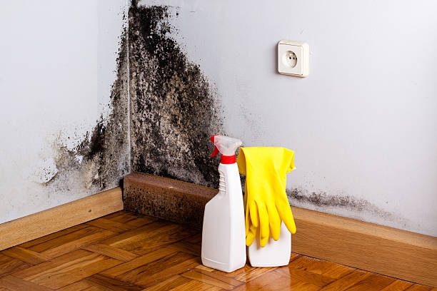 Best Certified Mold Removal  in De Kal, TX